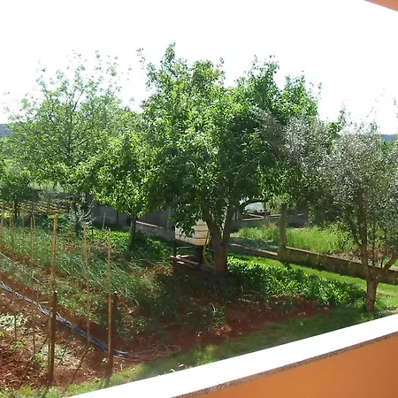 Oleander App A1 Pula